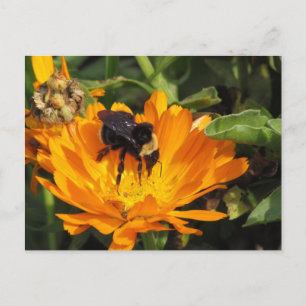 Postcard - Calendula and Bee