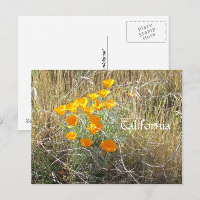 Postcard - California Poppy (Front/Back)