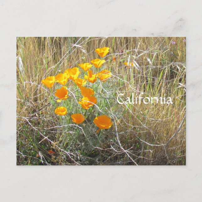 Postcard - California Poppy (Front)