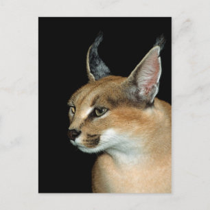 Postcard caracal