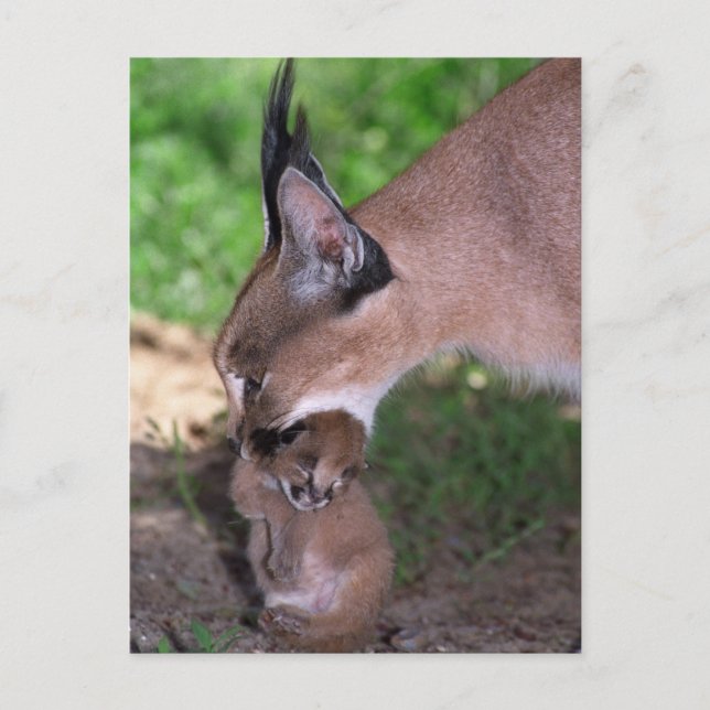 Postcard - caracal (Front)