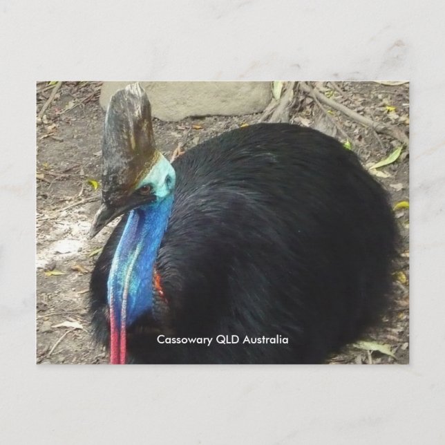 Postcard Cassowary QLD Australia (Front)