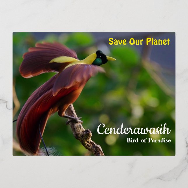 Postcard Cenderawasih (Front)
