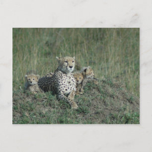 Postcard Cheetah Mum and her three cubs