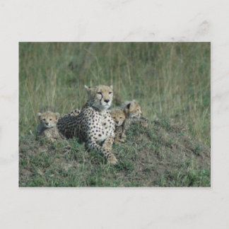 Postcard Cheetah Mum and her three cubs