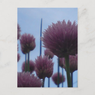 Postcard - Chives Image 1