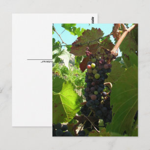 Postcard - Cluster of Grapes on Vine