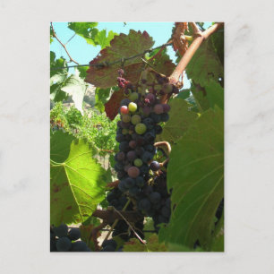 Postcard - Cluster of Grapes on Vine