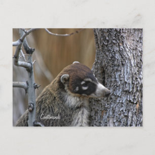 Postcard: Coatimundi #2 Postcard