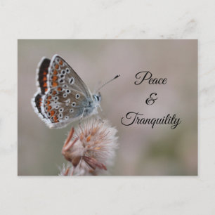 Postcard Common Blue Butterfly
