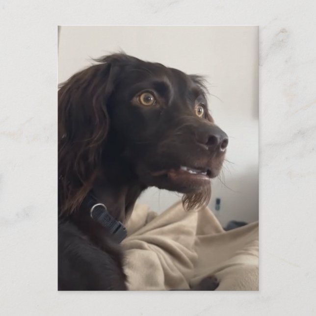 Postcard Confused Dog Meme (Front)