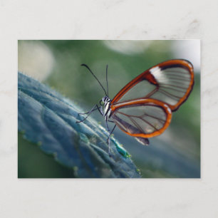 Postcard/Costa Rica Glasswing Butterfly Postcard
