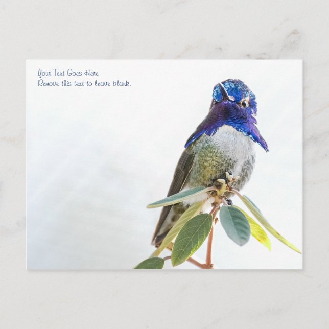 Postcard: Costa's Hummingbird Postcard (Front)