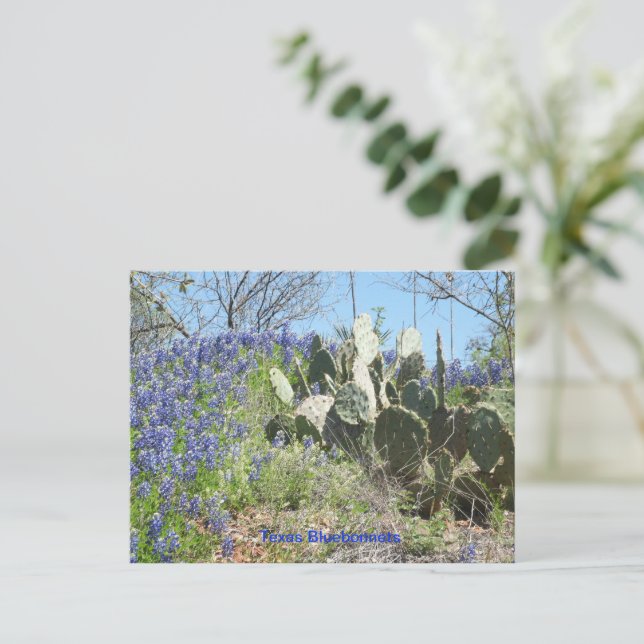 Postcard Country Texas Bluebonnets  (Standing Front)