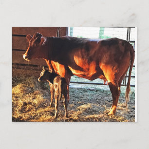 Postcard. Cow and Calf. Postcard