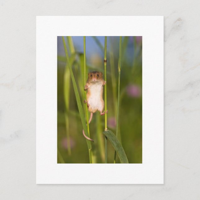 Postcard - Cute Field Mouse (Front)
