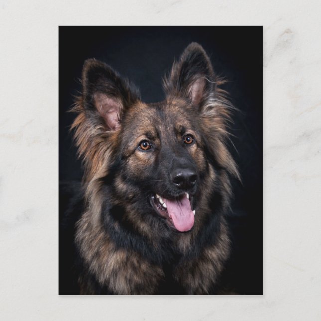 Postcard cute German Shepherd Dog Alsatian (Front)