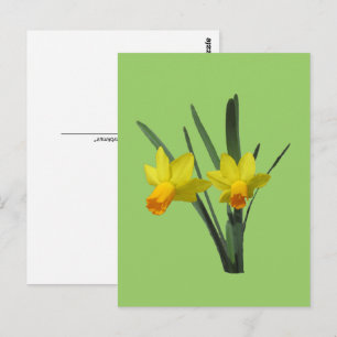 Postcard - Daffodil