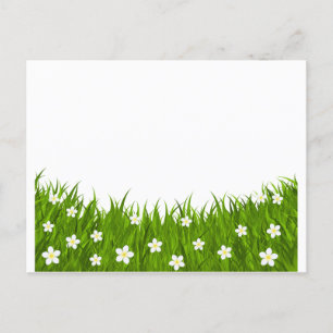 Postcard daisy and grass