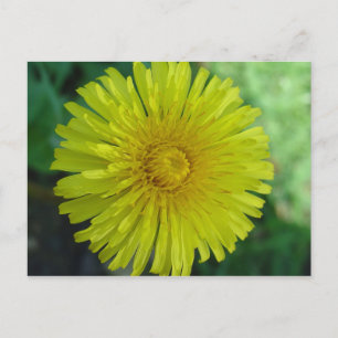 Postcard - Dandelion