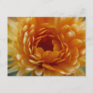 POSTCARD - Desert Bloom