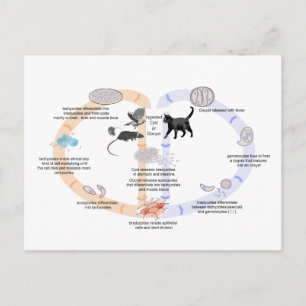 Postcard Diagram life cycle of Toxoplasma gondii