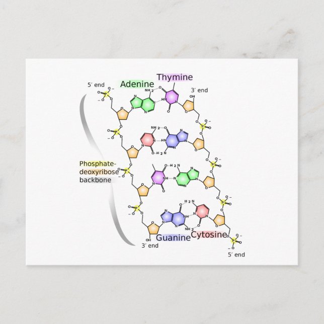 Postcard Diagram of the Chemical structure of DNA (Front)