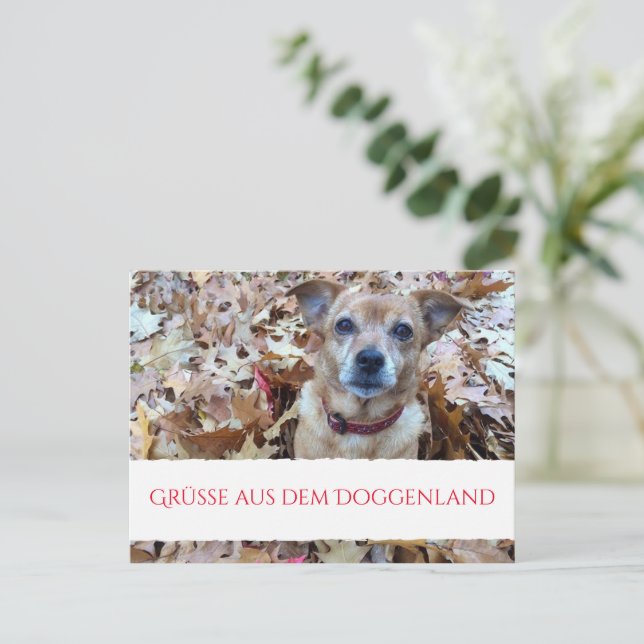 Postcard Dogn Photography  (Standing Front)