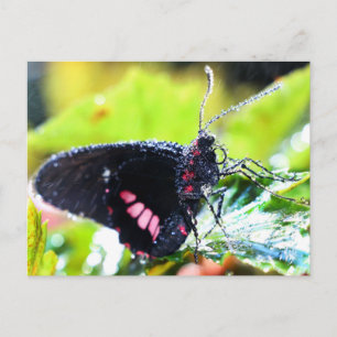 Postcard/Doris Longwing Butterfly Postcard