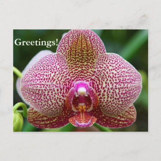 Postcard - Earth Star
