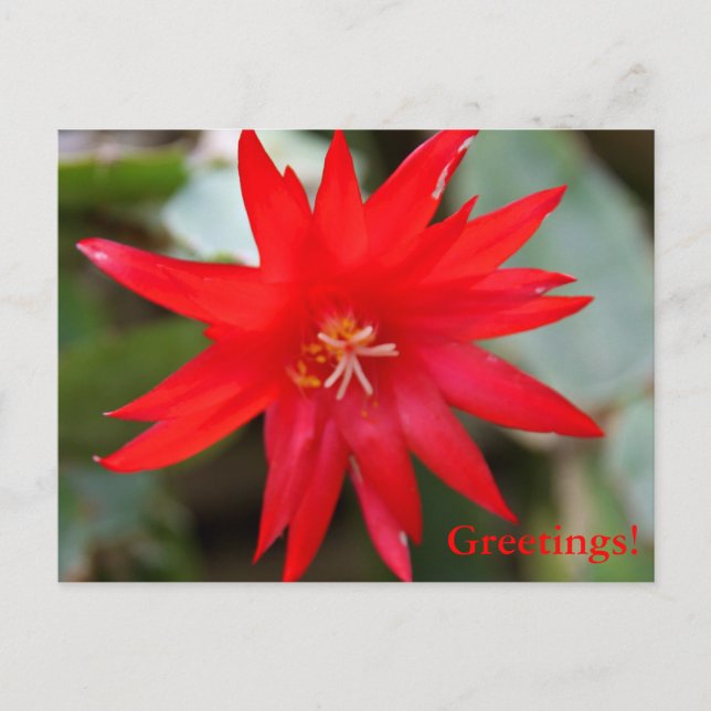 Postcard - Easter Cactus (Front)