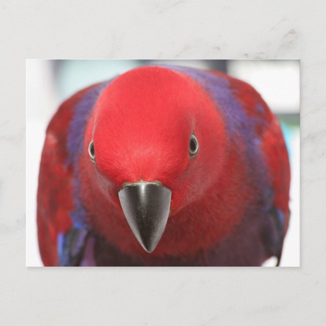 Postcard Eclectus parrot red female pet (Front)