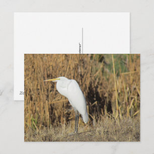 Postcard - Egret in the Grass