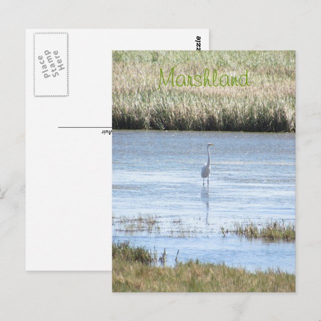 Postcard - Egret standing proud (Front/Back)