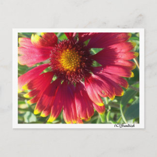 Postcard Fall Flower