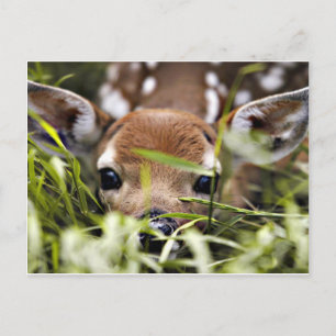 Postcard - Fawn
