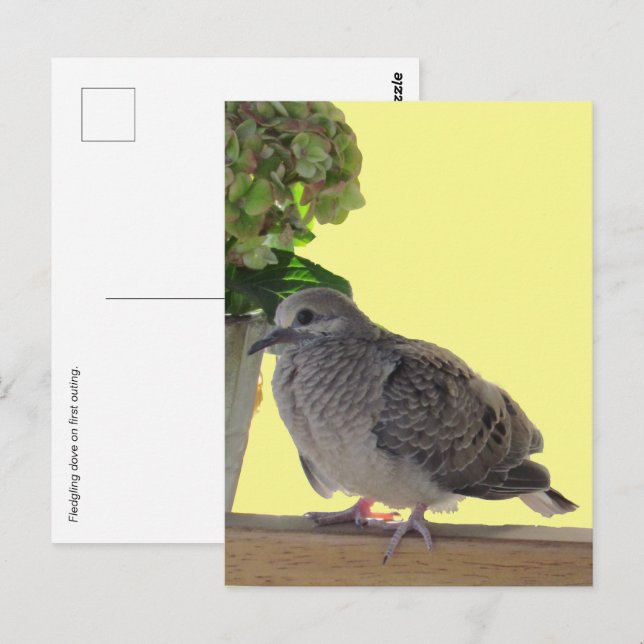 Postcard - Fledgling Dove (Front/Back)
