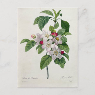 Postcard Flowers 19