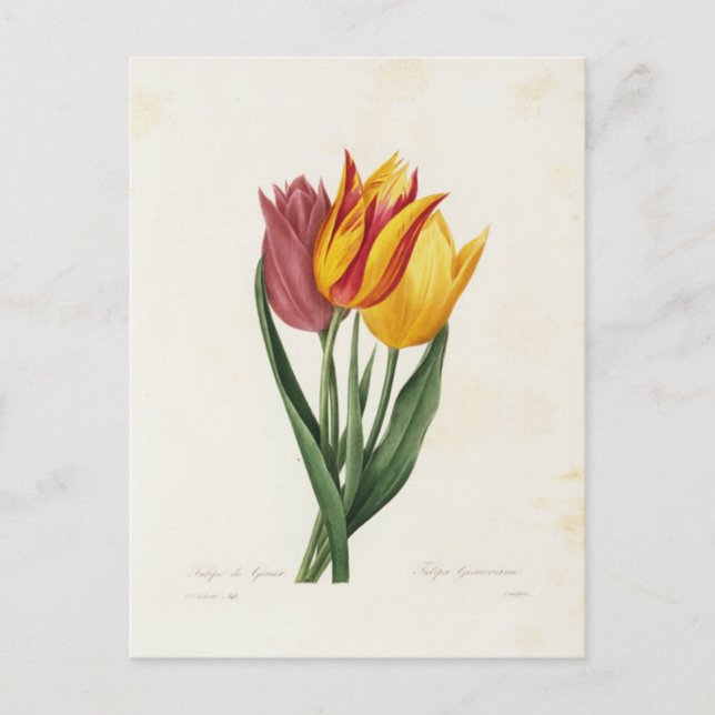 Postcard Flowers 9 (Front)
