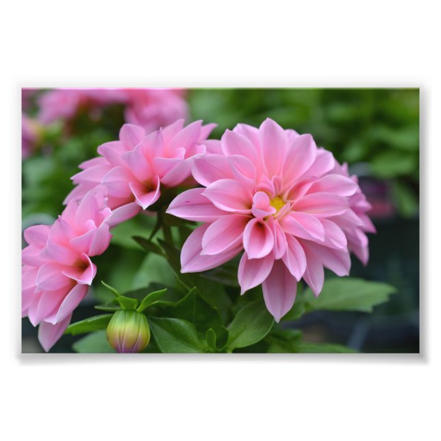 Postcard for Her Photo Print (Front)