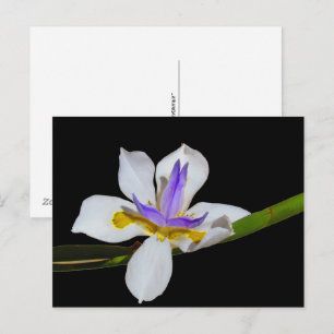 Postcard - Fortnight Lily