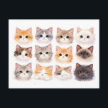 Postcard. Funny kittens Postcard<br><div class="desc">Unique collectible postcard. Funny kittens.</div>