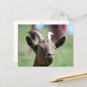 postcard _ goat