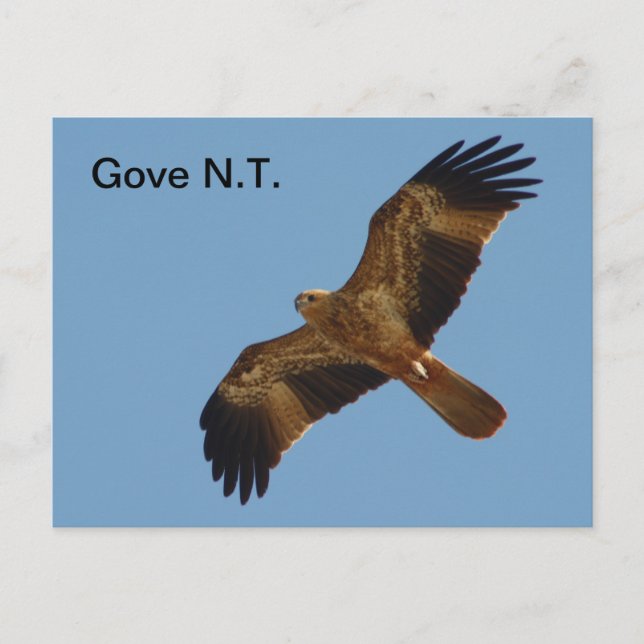 Postcard Gove Brahminy Kite 1st year (Front)