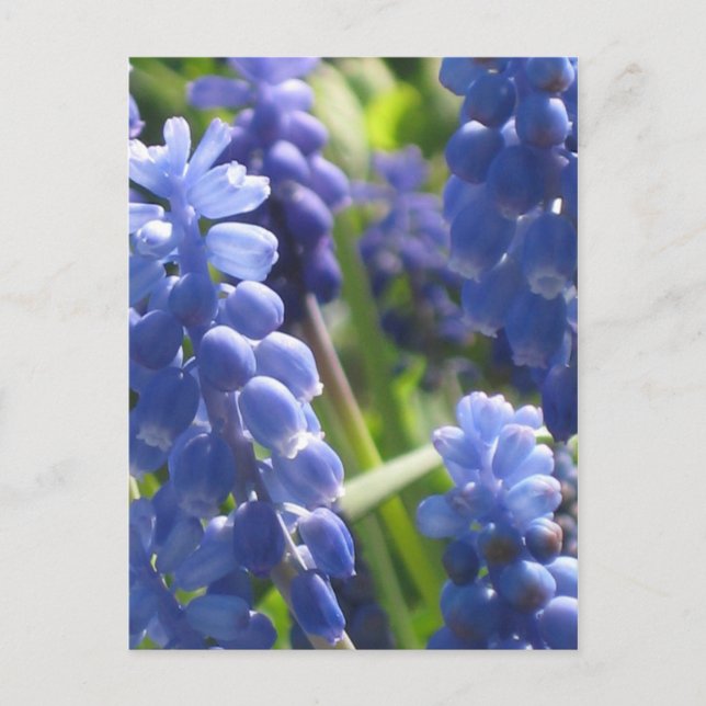 Postcard - Grape Hyacinth (Front)