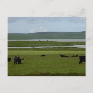 Postcard Grazing Orkney