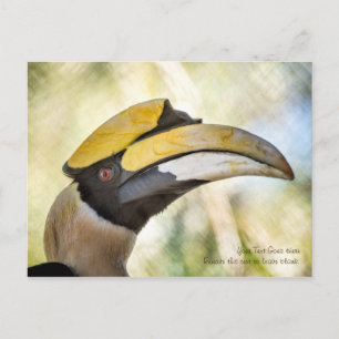 Postcard: Great Hornbill 4 Postcard