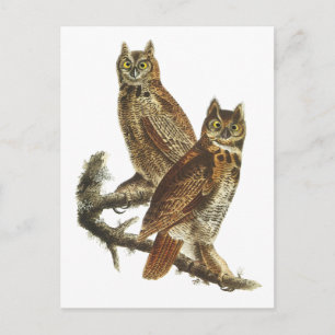 Postcard: Great Horned Owl Postcard