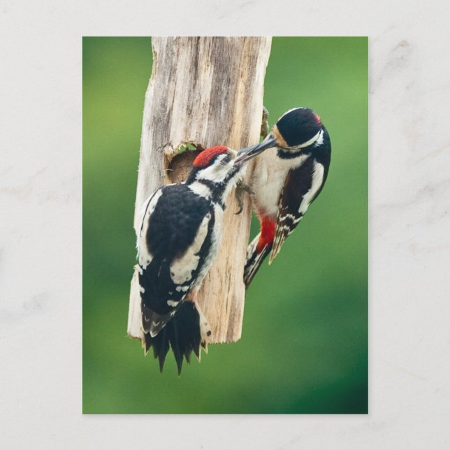 Postcard Great Spotted Woodpecker feeding young (Front)