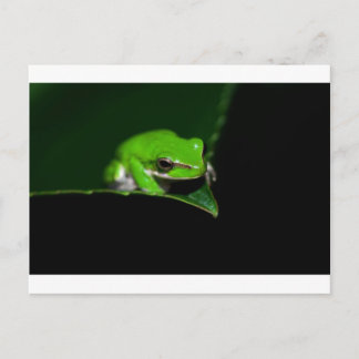 Postcard - Green tree frog on a leaf edge